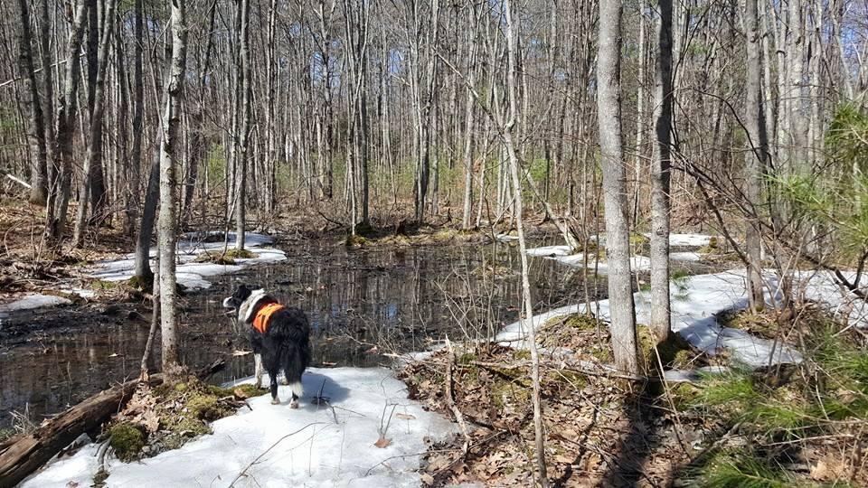 Vernal Pool