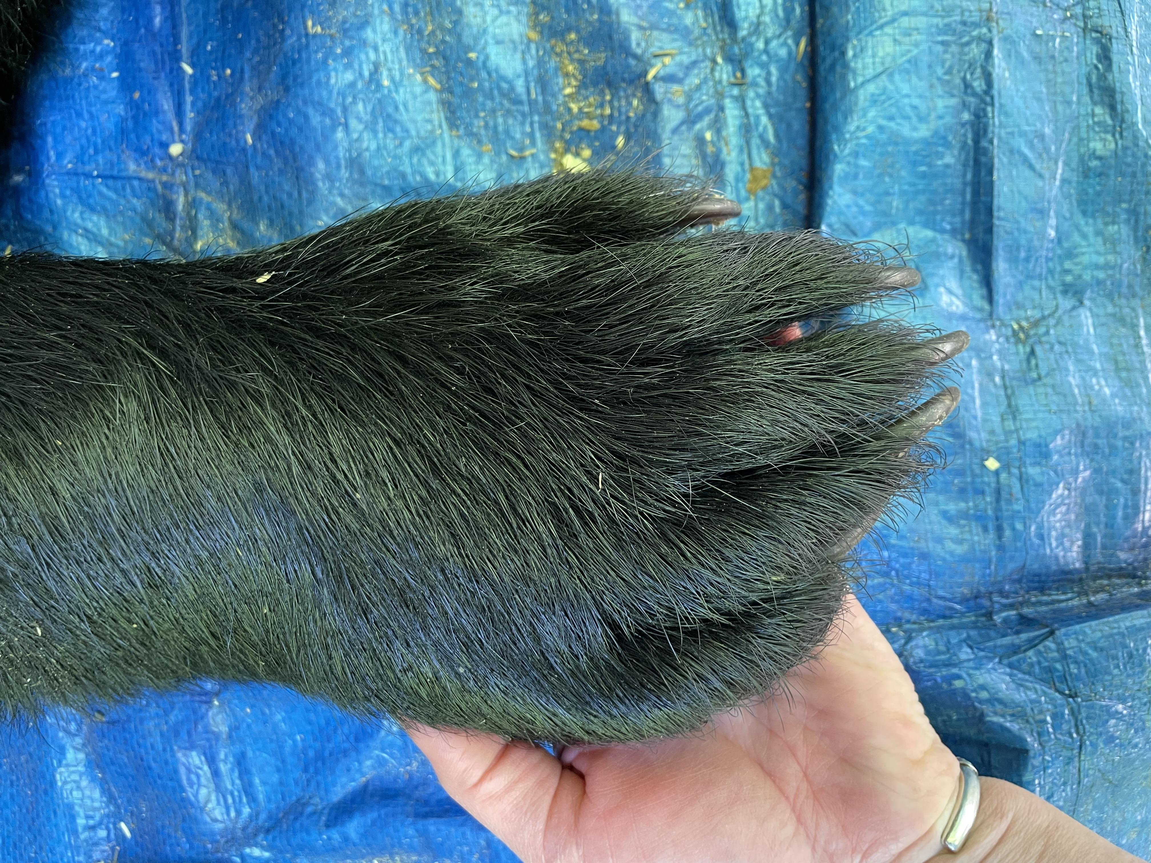 A tranquilized bear's paw 