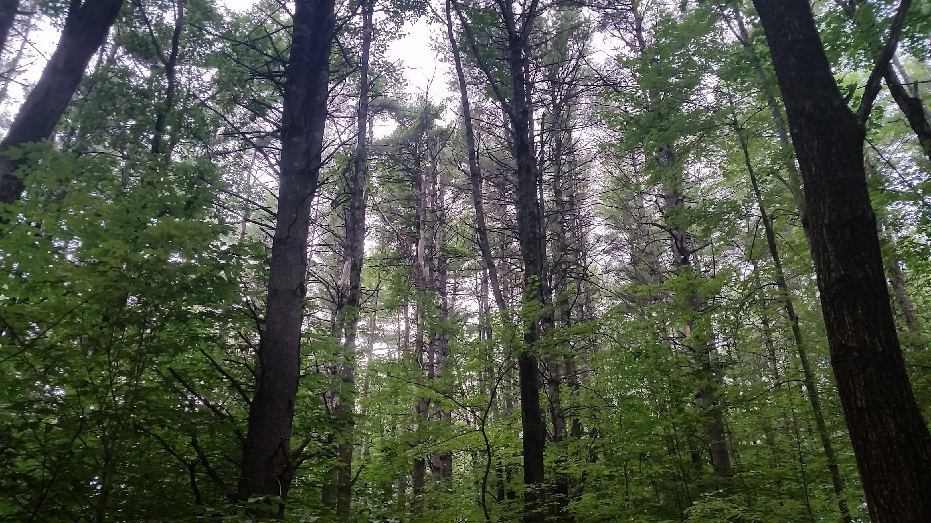 Dense white pine trees, Whittemore Reservation in Lyndeborough