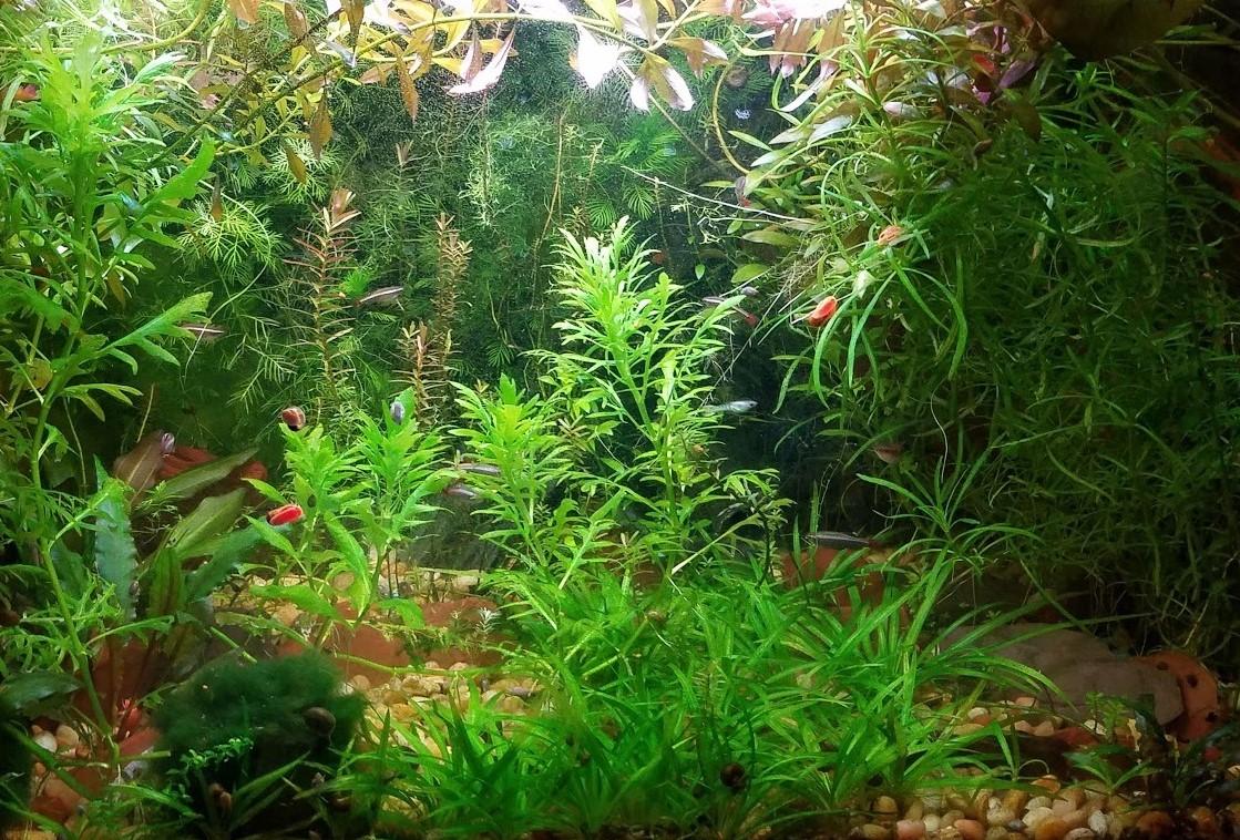 I tried to recreate the diversity of nature in my aquarium