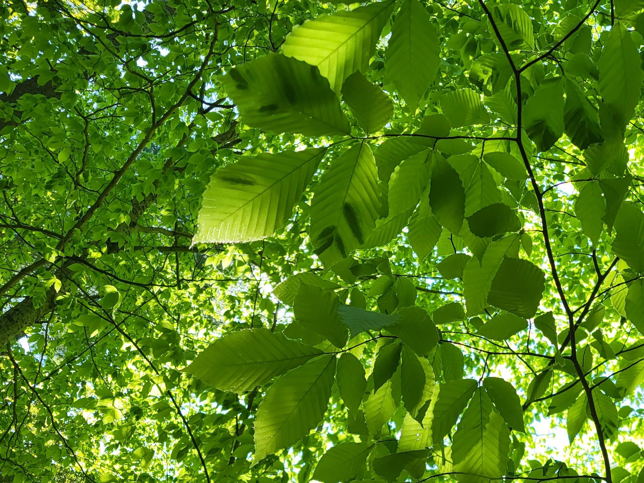 beech leaf disease