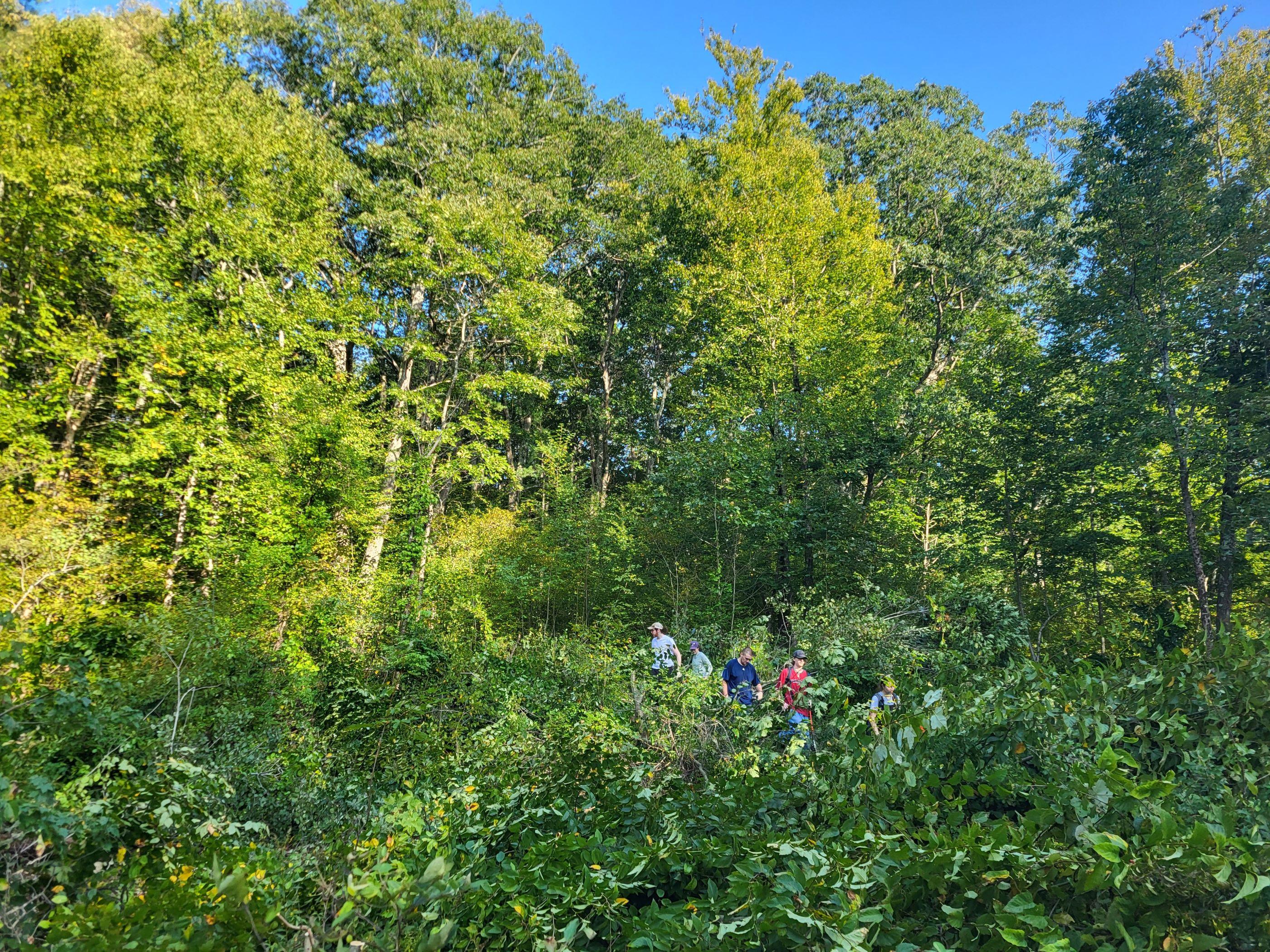 New England Cottontail Habitat After Cutting Trees