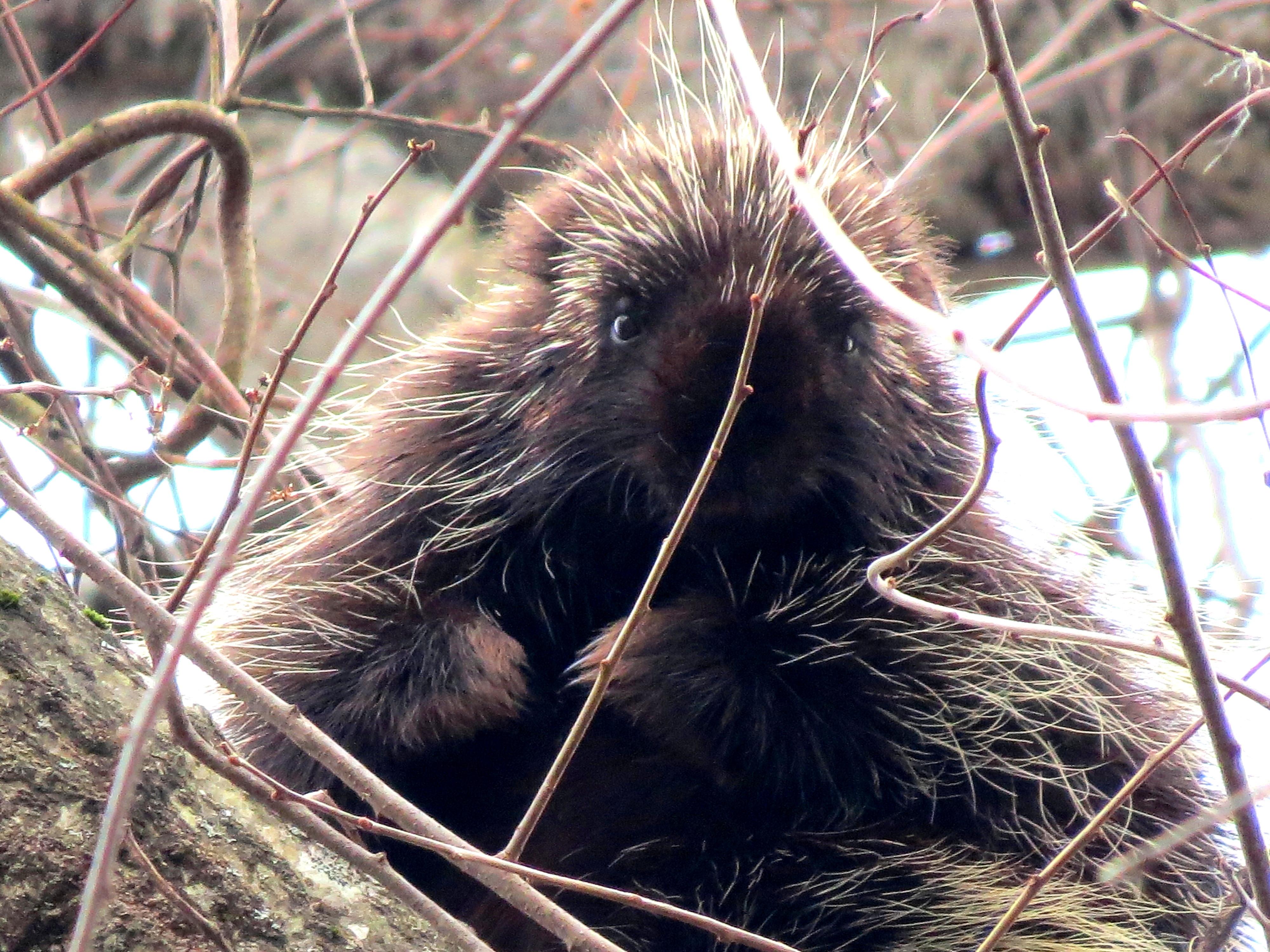 Porcupine feeding on the ground