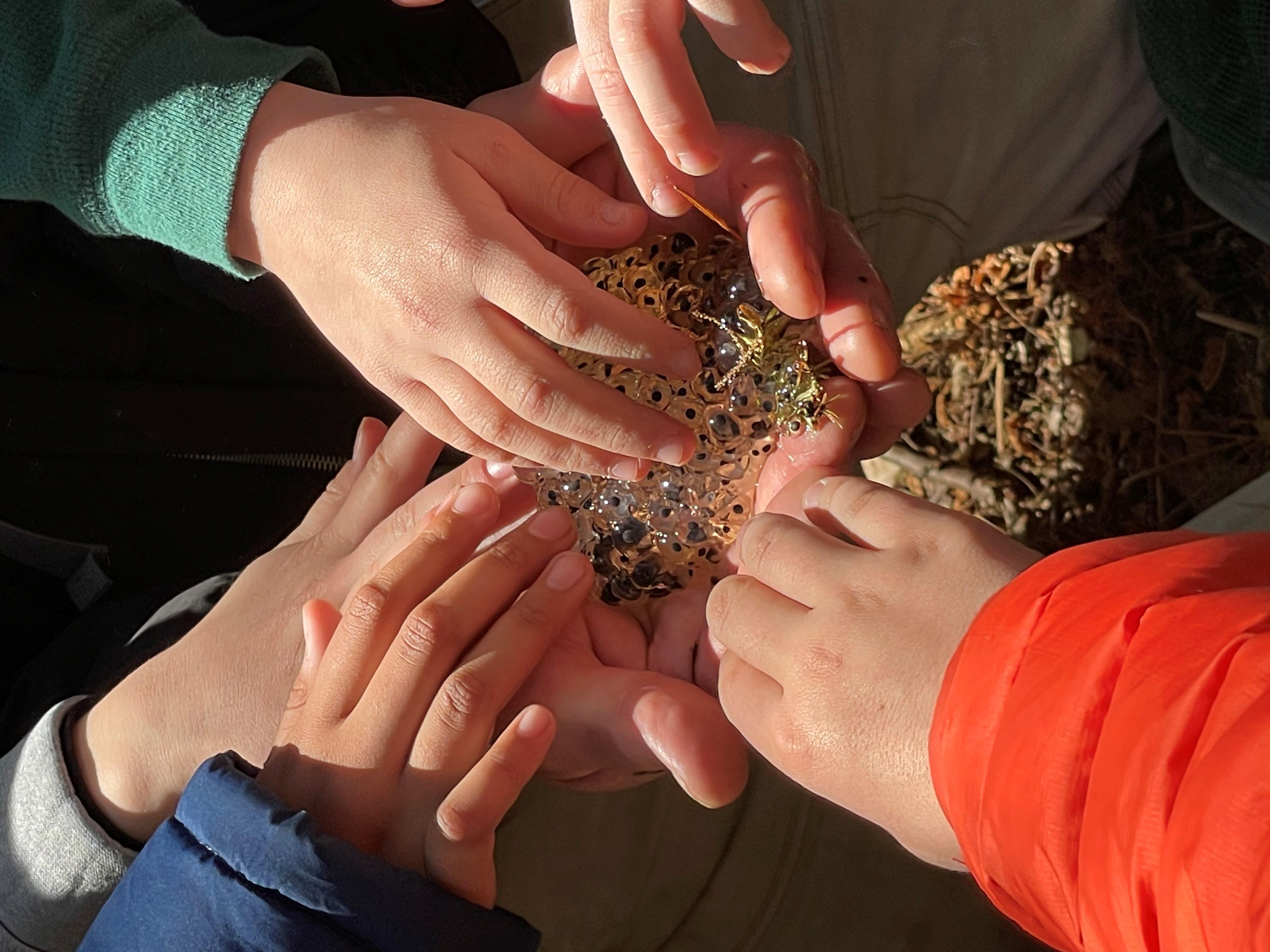 hand touch wood frog egg mass