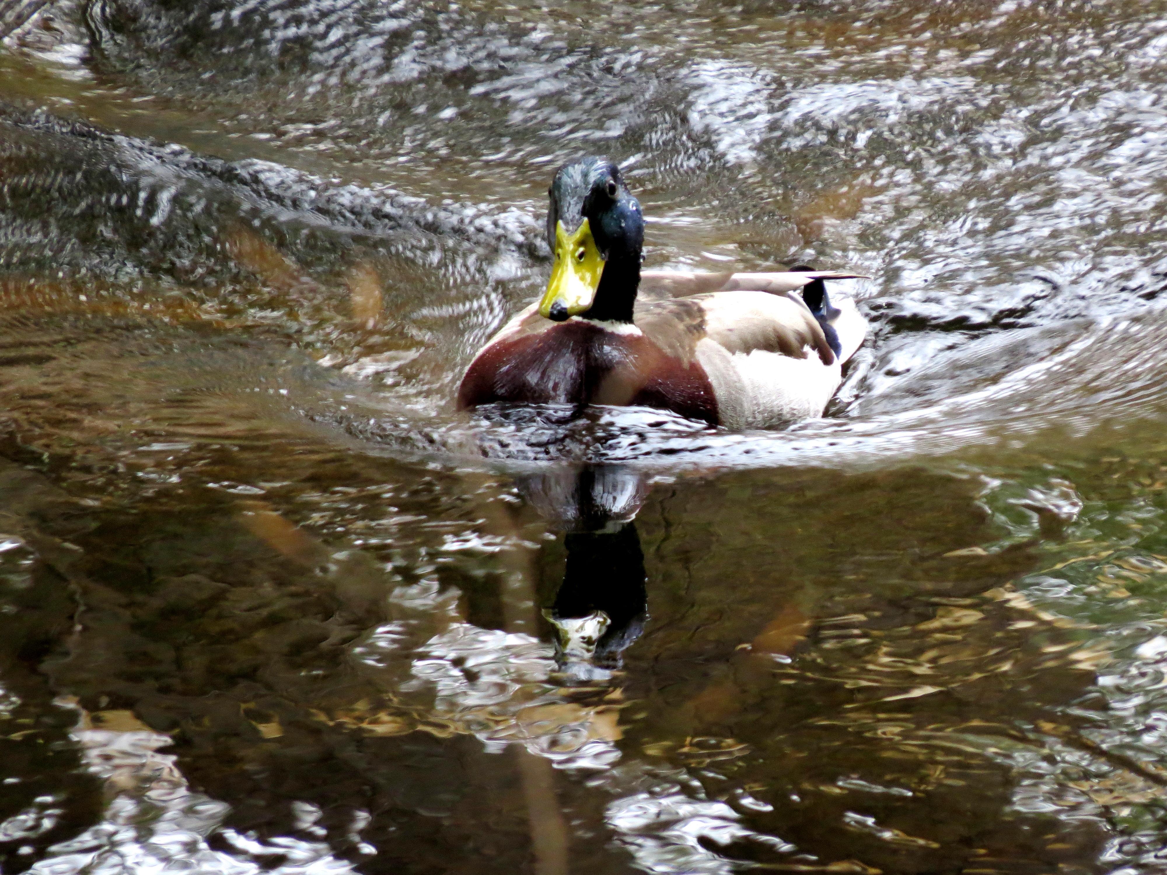 Male mallard duck pushing water ahead of its breast while paddling