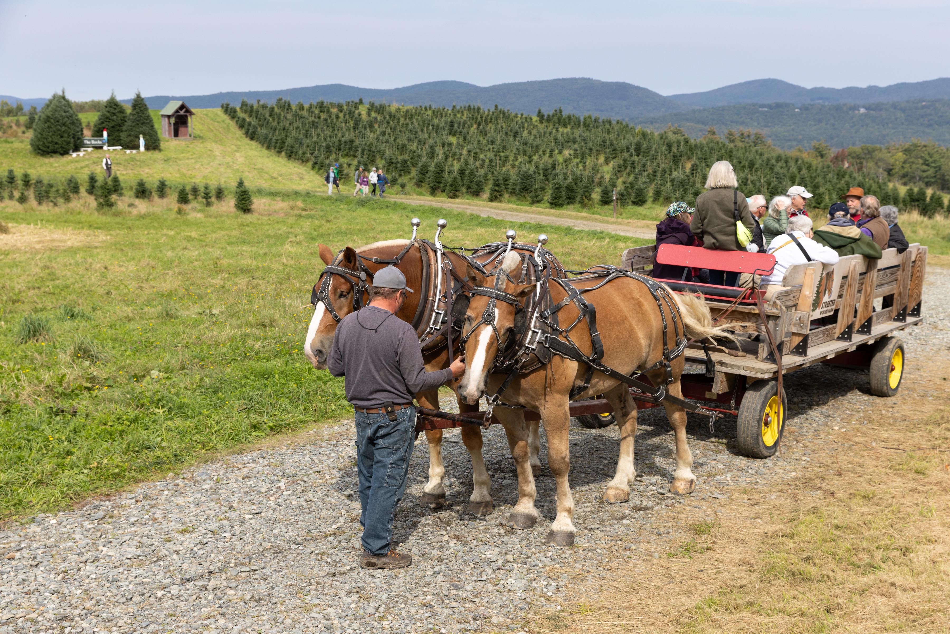 The horse drawn wagon pauses in the Christmas tree fields.