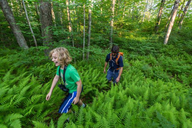 A young boy hikes through a field of ferns with his father behind him.