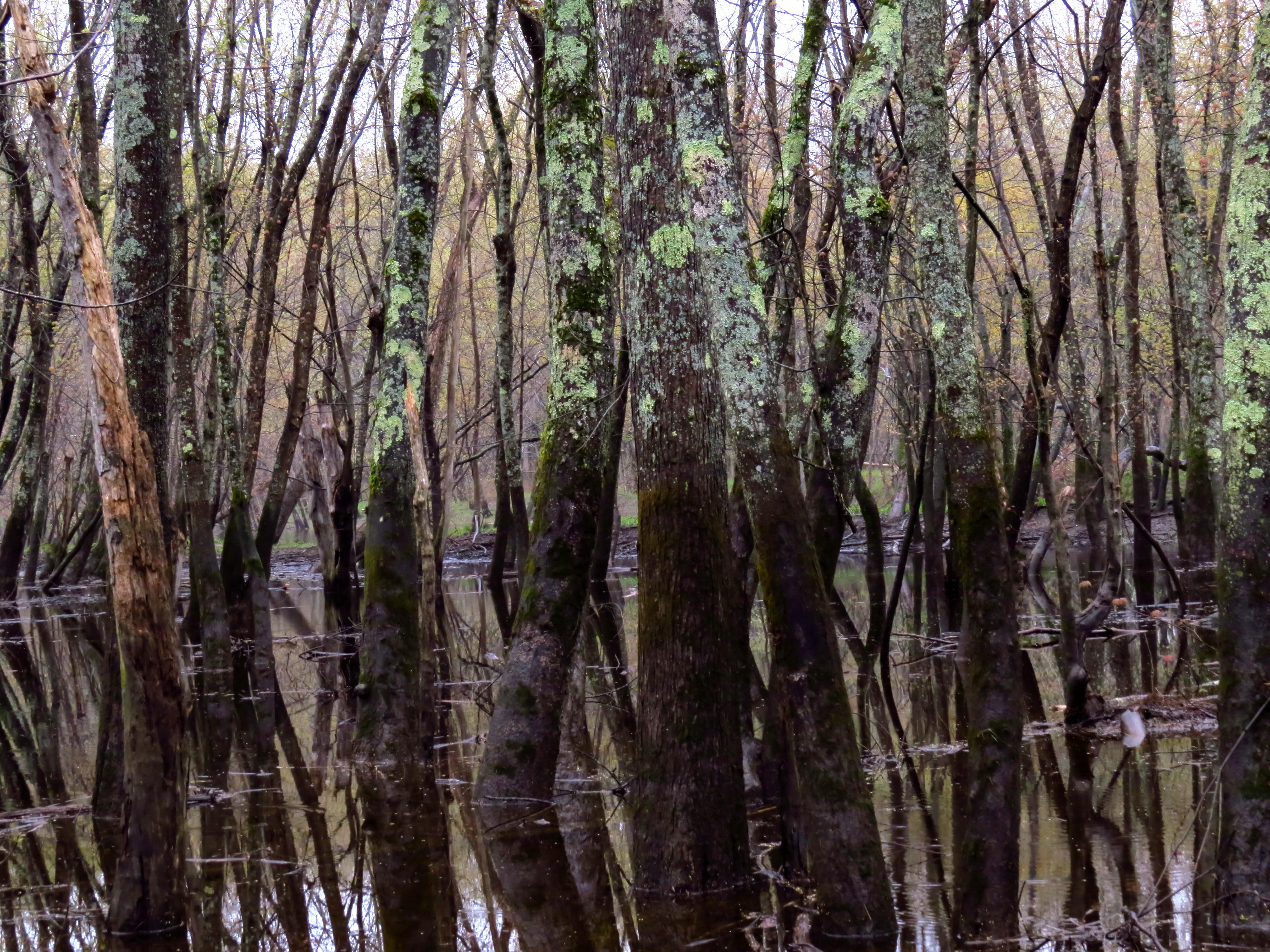 Flooded Silver Maple forest growing along the Merrimack River