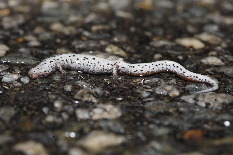 Four-toed Salamander