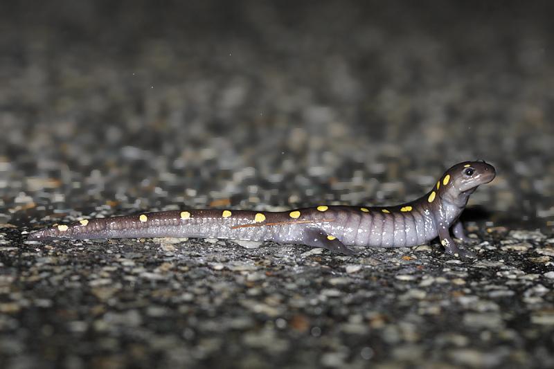 Spotted Salamander 