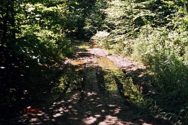 ATV rutting in muddy trail in woods.