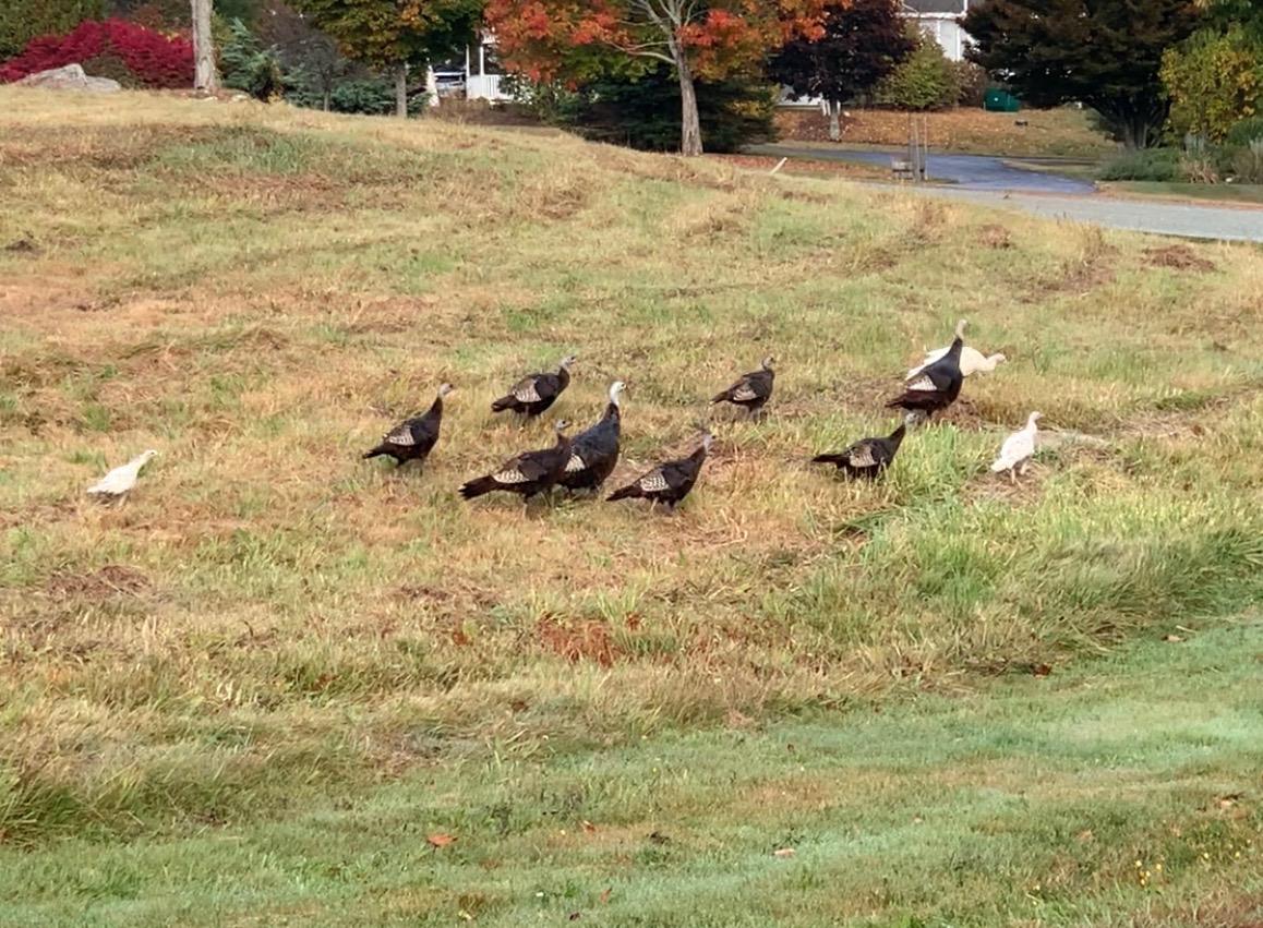 Two albino turkeys are pictured in a flock of black wild turkeys in the grass.