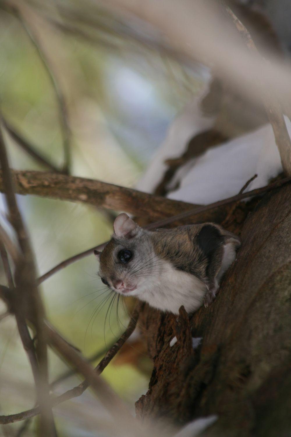 A northren flying squirrel