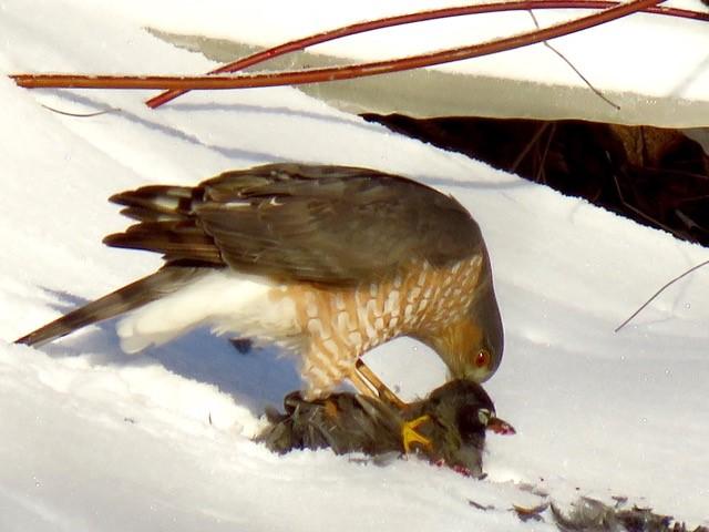 Close up of rust colored breast and banded tail of a feeding Cooper's Hawk