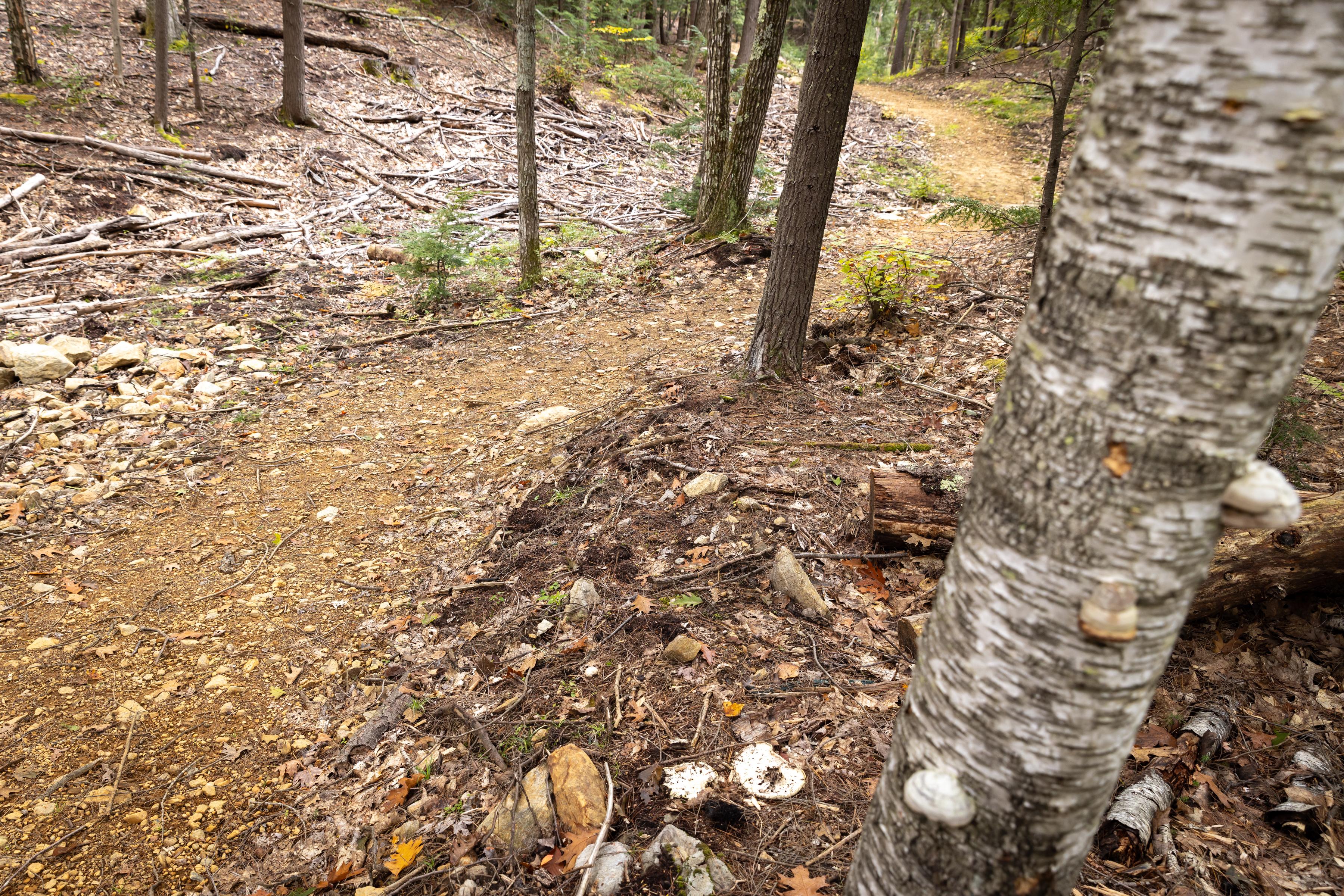 A path through Deepwood Forest.