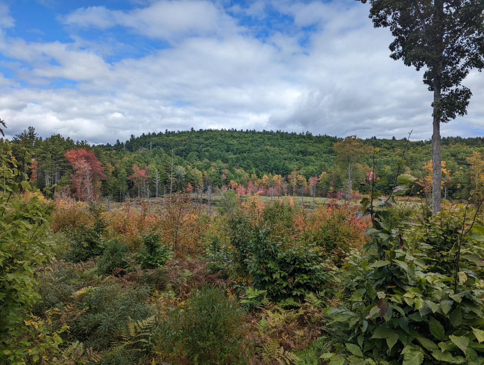 Derevya Farms wetlands