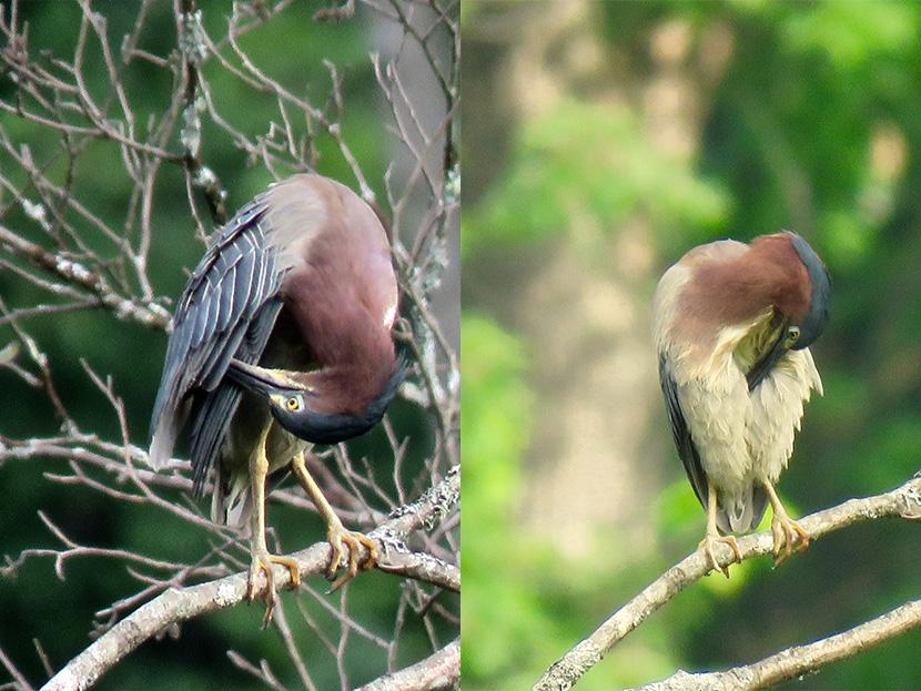 The amusing contortions of a green heron preening