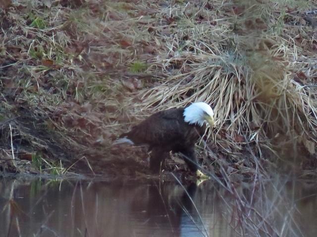 A bald eagle looks into the dark waters of the Merrimack River from the shore.