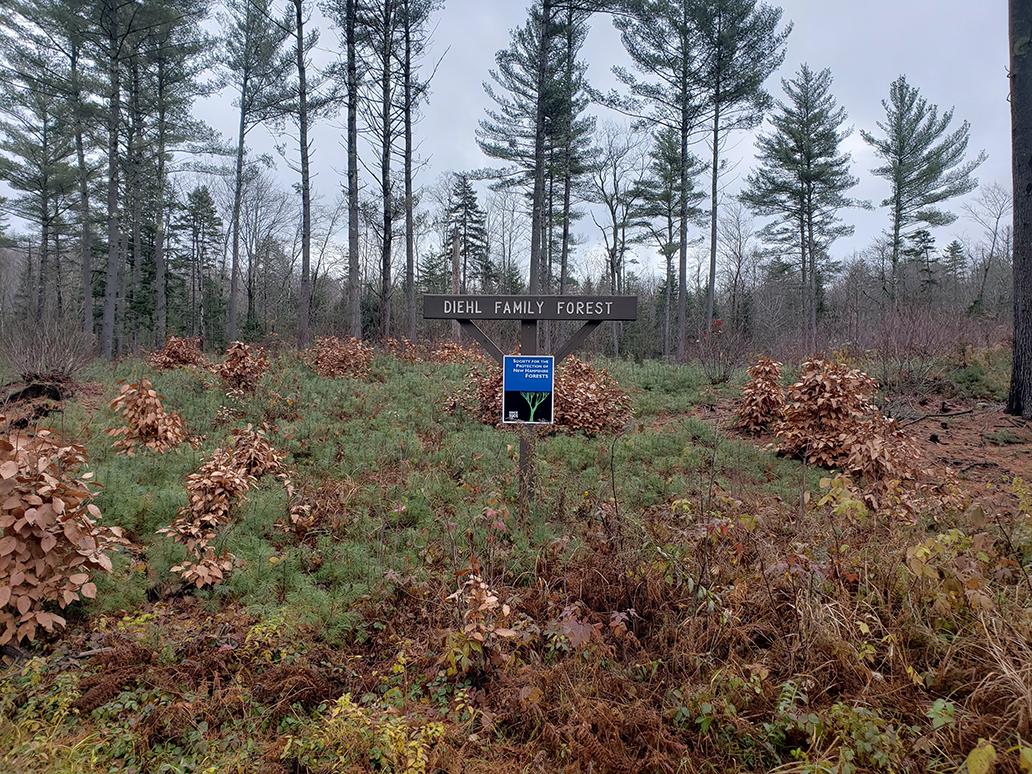 A sign for Diehl Forest is surrounding by saplings.