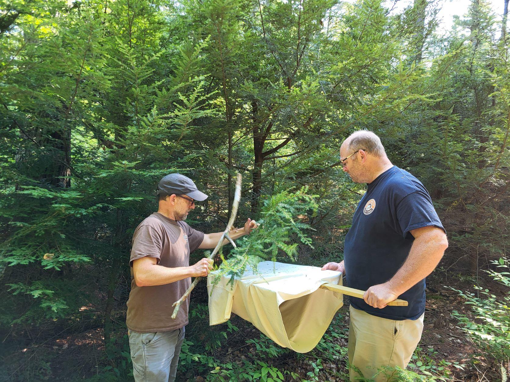 The two men collect beetles at the insectary from a branch.