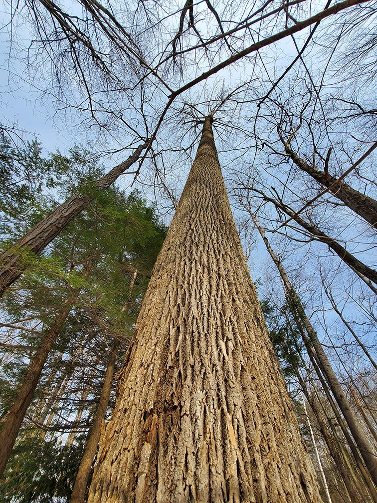 Looking up at a white ash tree outside the home of the author.