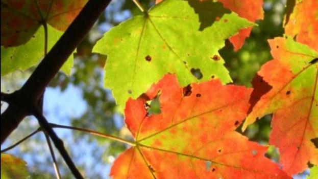 Looking up at blue sky through fall maple leaves