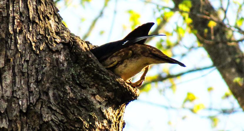 Female wood duck enters tree cavity to lay eggs in her nest