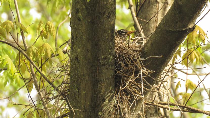 Robin sitting on its nest during spring in a floodplain forest
