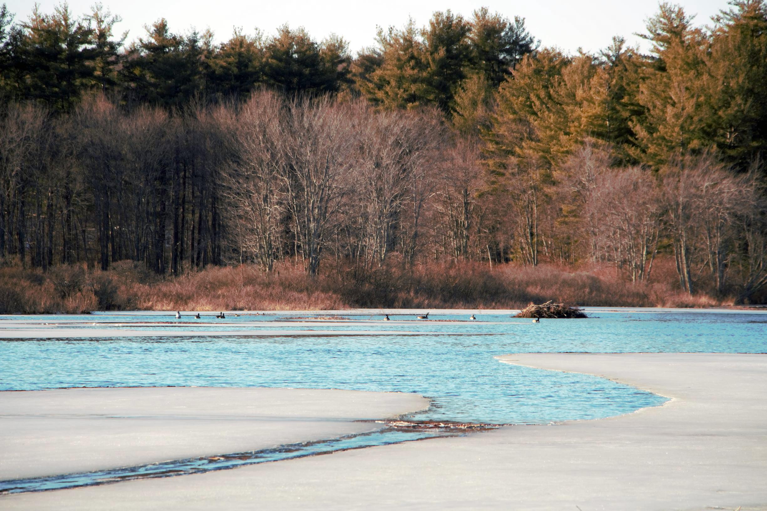 Canadian geese find open water at Lake Massabesic on an early spring day in March.