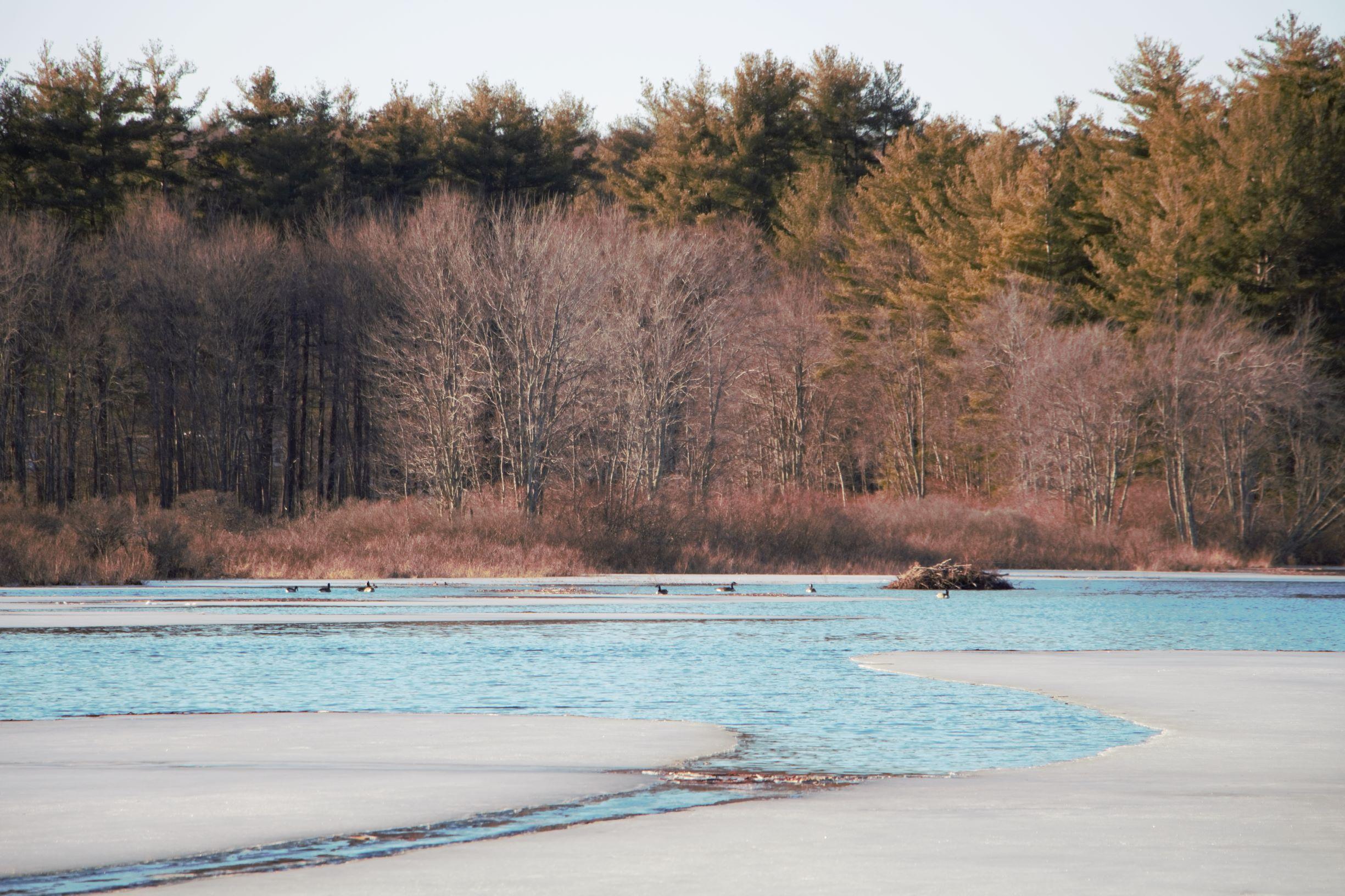 Part of Massabesic Lake is covered in ice with geese on the open water.