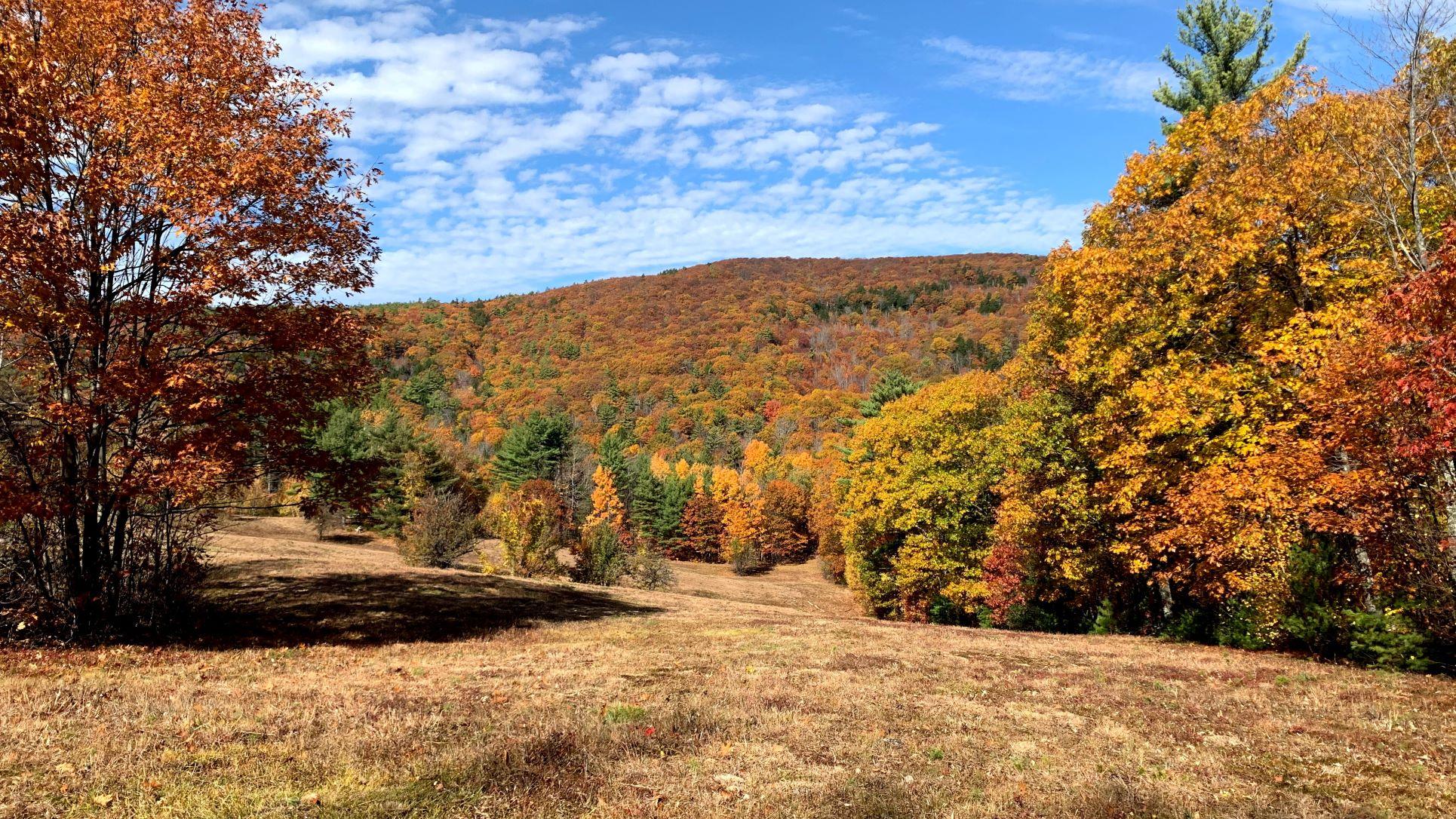 Trees and field landscape with autumn leaves and colors.