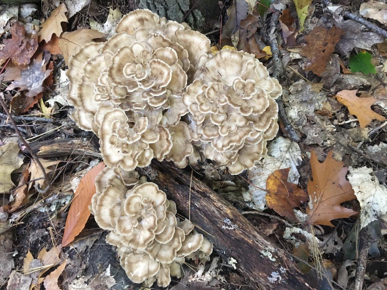 Hen of the Woods mushroom on forest floor