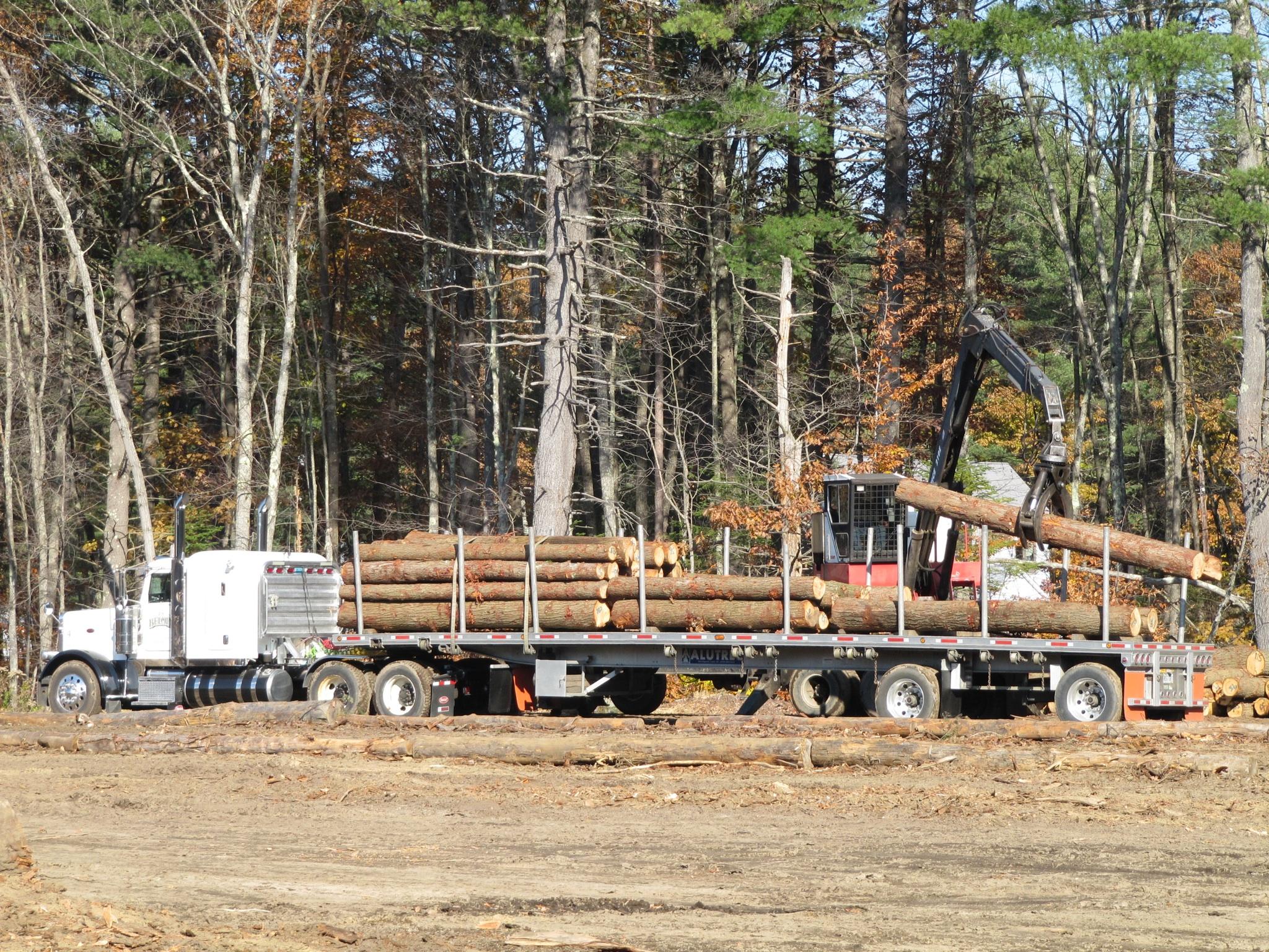 N.H. hemlock logs being loaded at Green Crow Corporation in Andover.