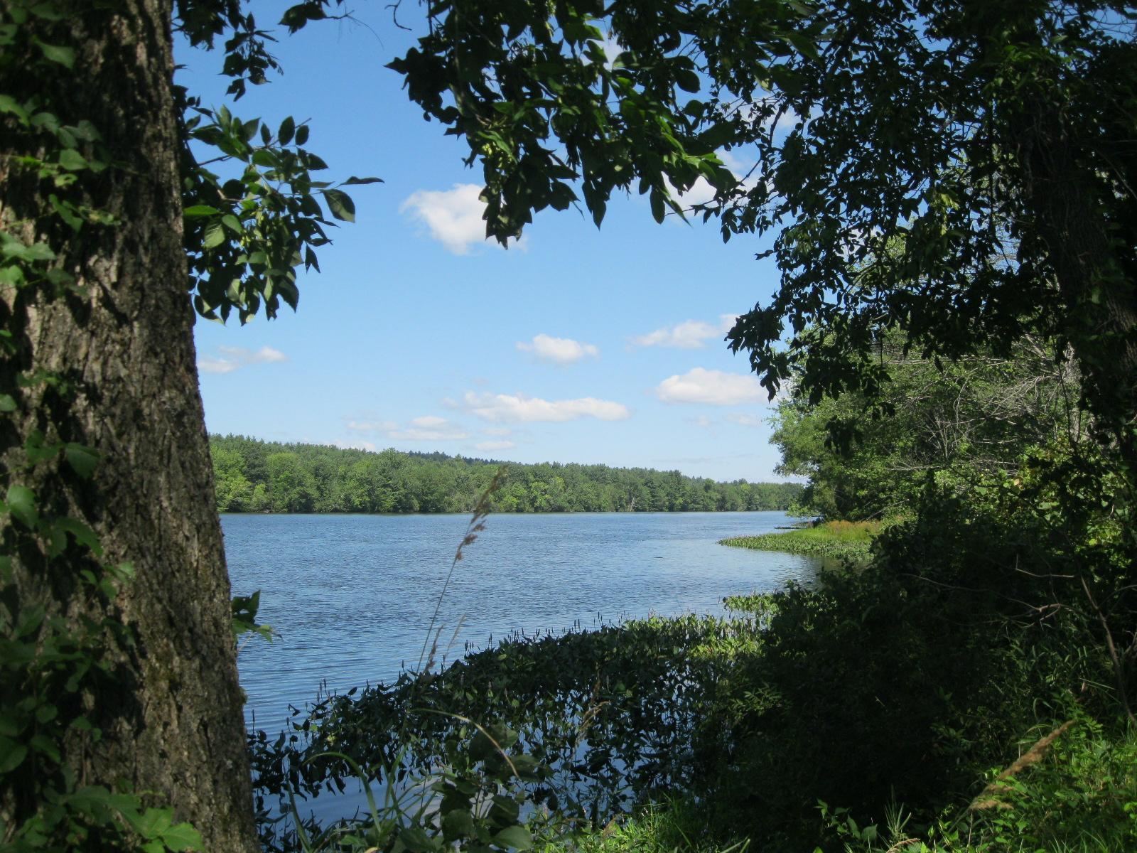 Edge of deep blue water body with deep green foliage along edge.