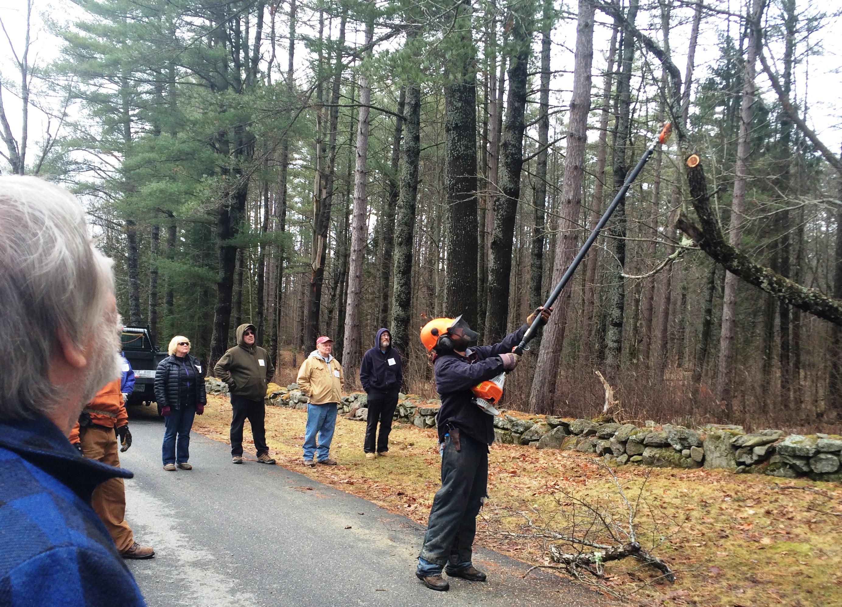 pruning apple tree with pole saw with protective equipment