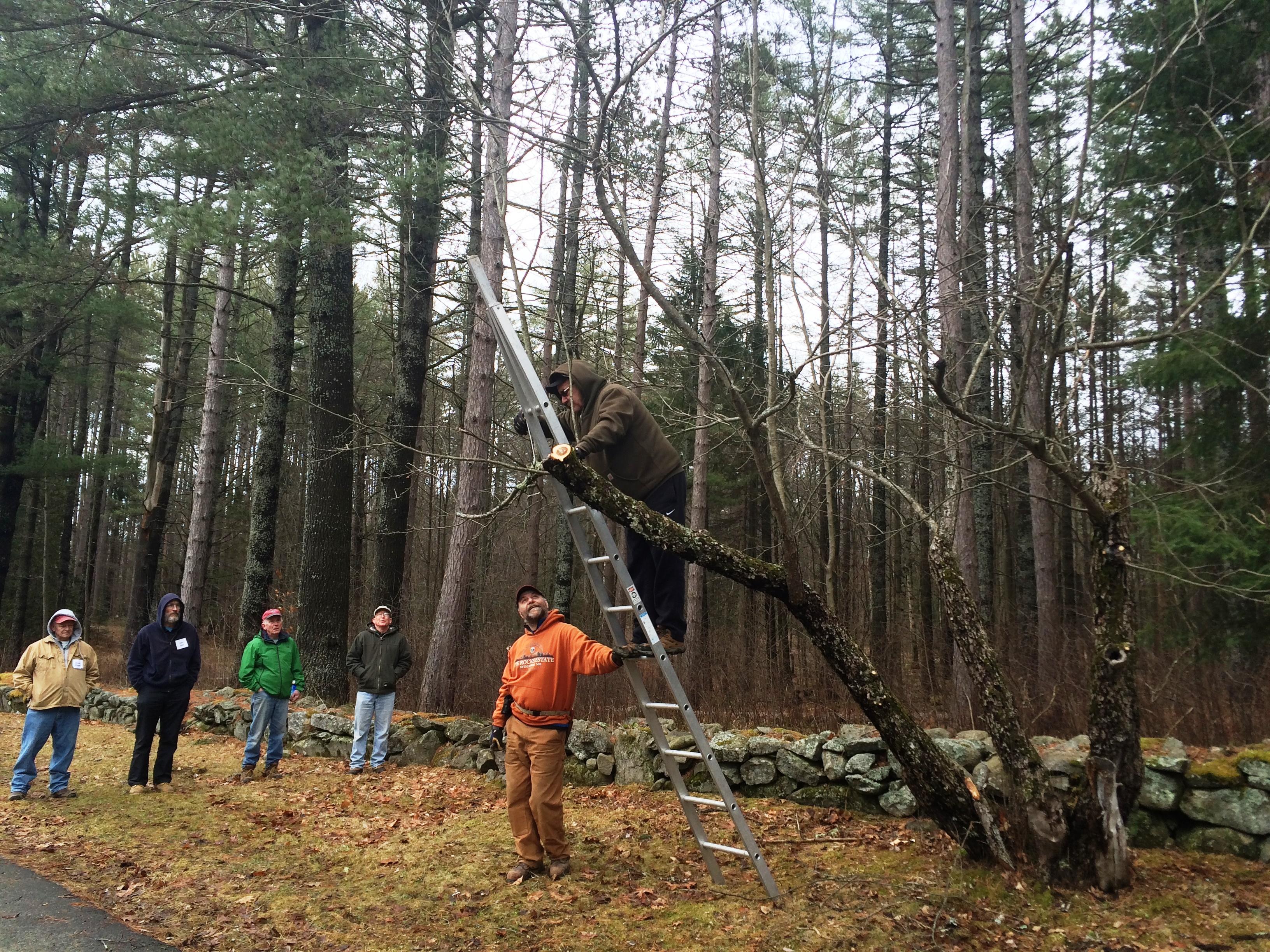 Workshop attendees try their hand at newly learned pruning techniques of wild apple trees