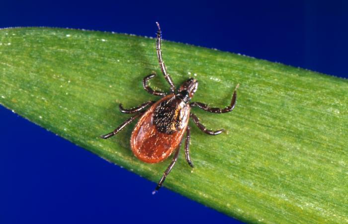 A black-legged tick on a green leaf.