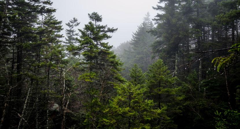 Forest Society's oldest continuously held reservation, Lost River, is nestled in the White Mountain National Forest in North Woodstock