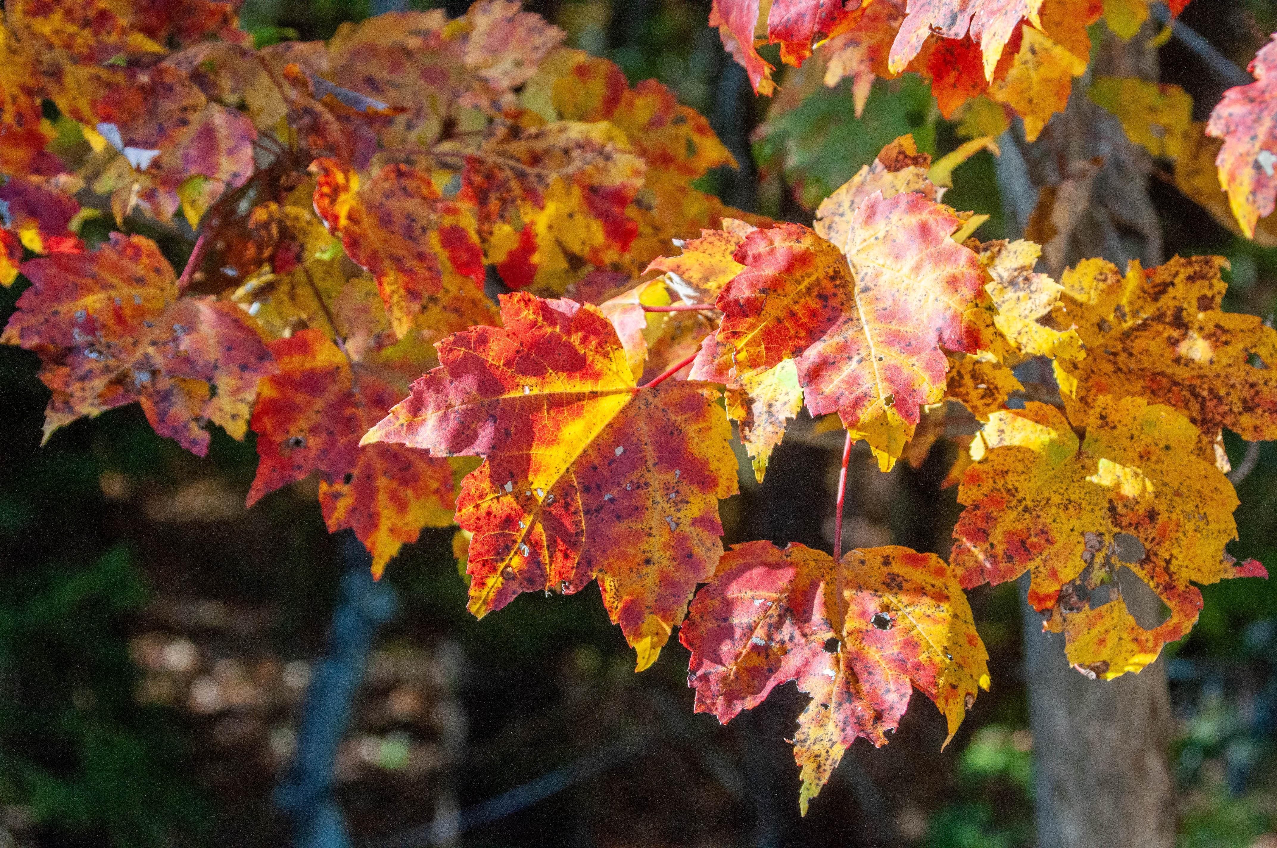 Red maple branch with leaves in fall colors