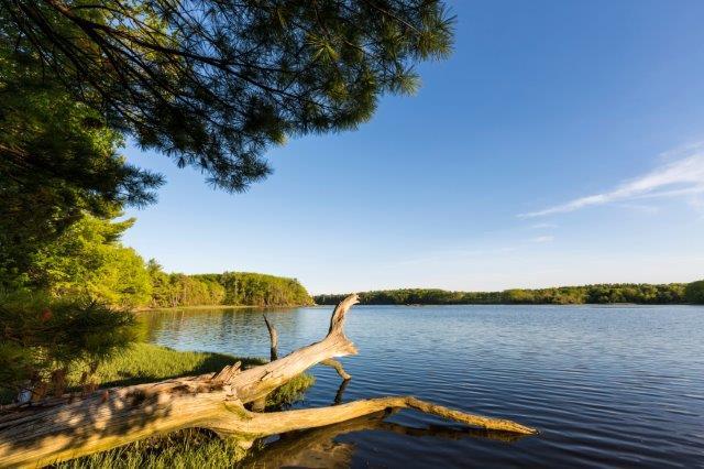 Great Bay under a blue sky driftwood in foreground