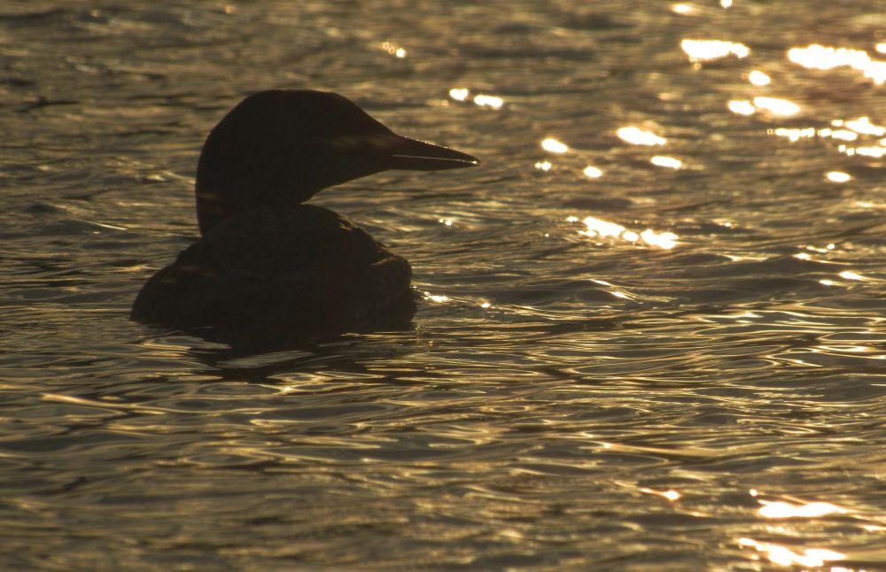 Photo contest Loon Grafton Pond Aug 26 Photo Mark Lennon