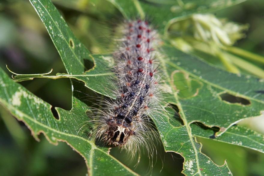 a closeup of a gypsy moth caterpillar munching on green oak leaf