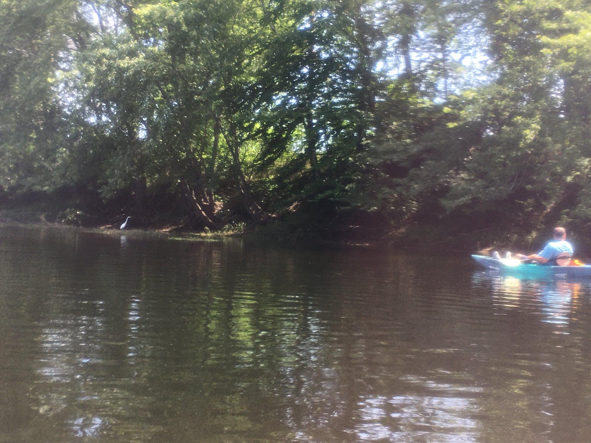 A kayaker paddles near a Great Blue Heron on the Muchyedo Banks paddle.