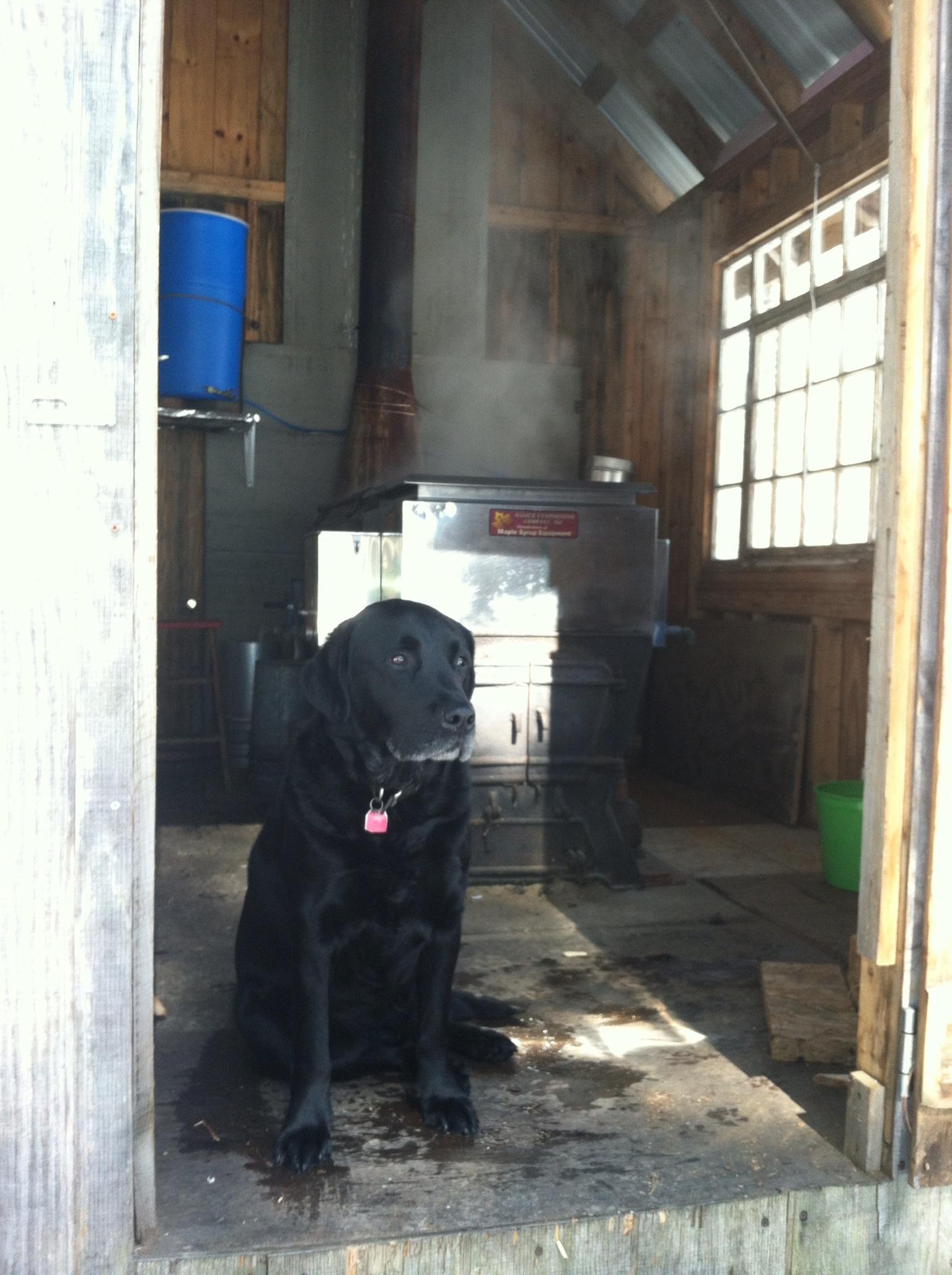 Maple Sugar House New Hampshire