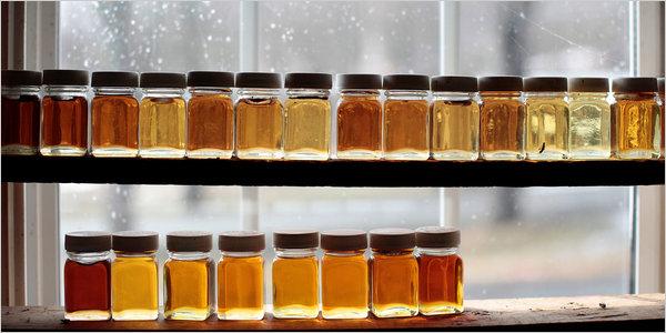 Jars of maple syrup in a diversity of color sit on a shelf to be used for grading.