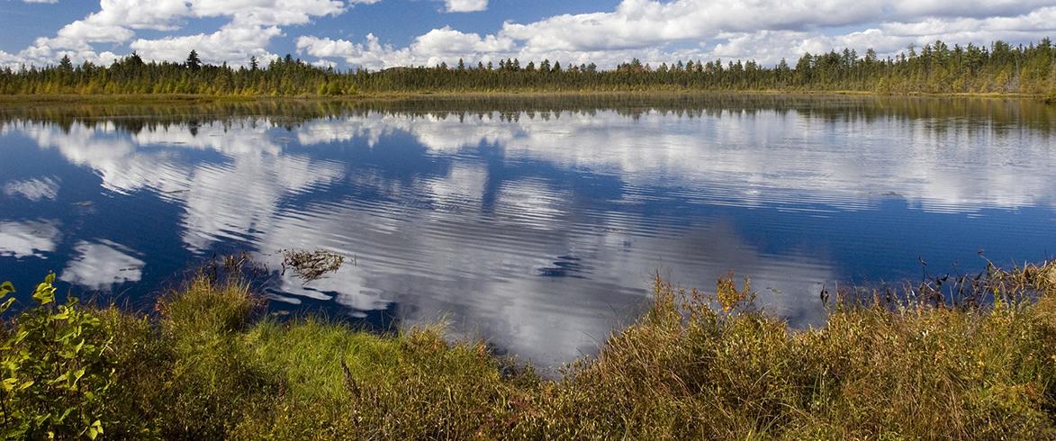 small pond surrounded by evergreens, blue sky with clouds reflected on still pond