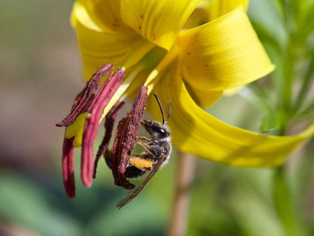 A bee in pollen on a flower.