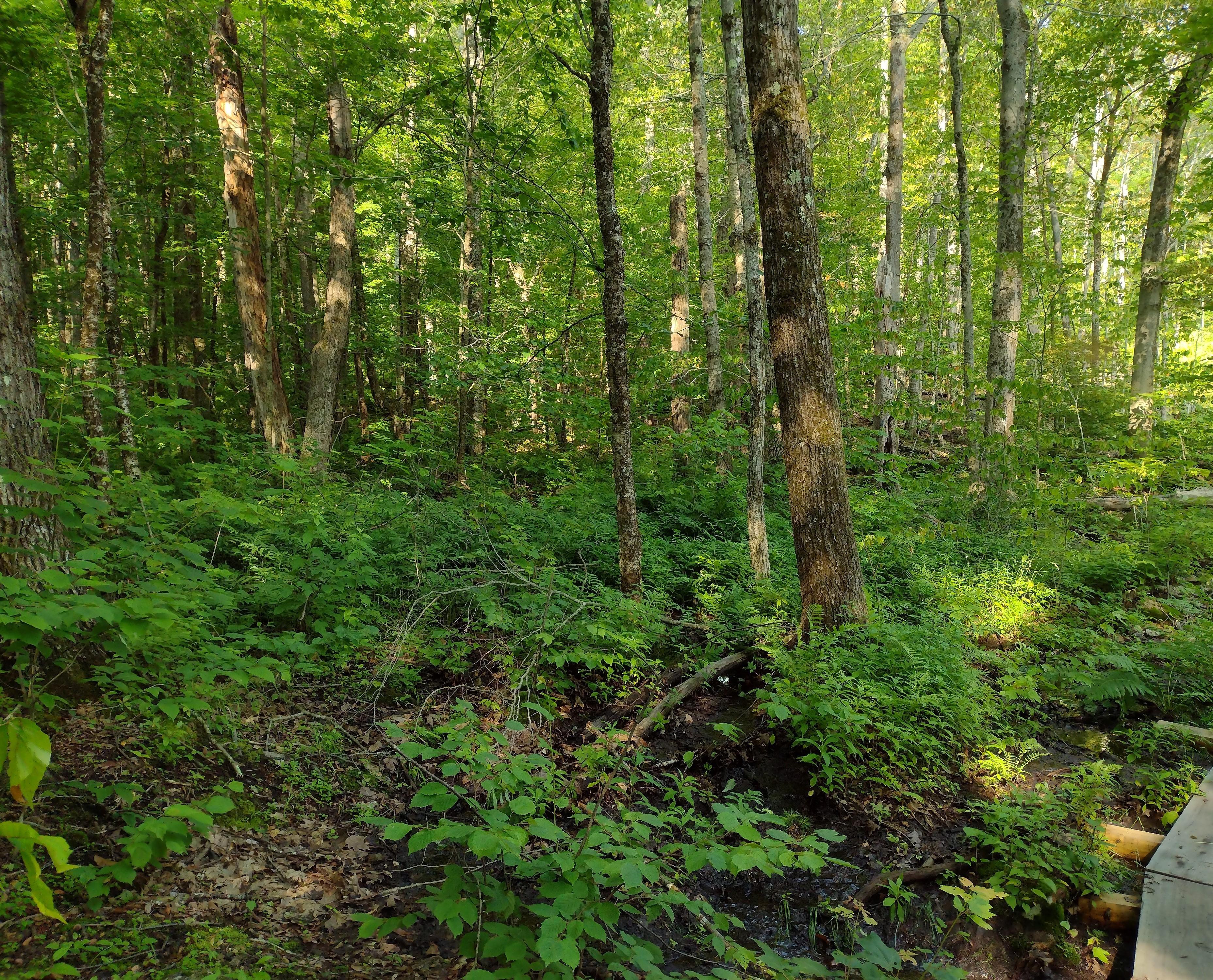 Lush green forest with a low bog bridge to cross a wet and muddy area of trail.