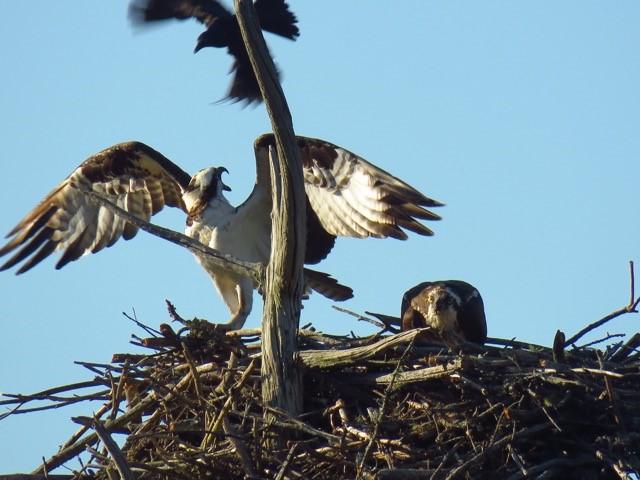 An osprey reacts with beak open to harrassment from grackle