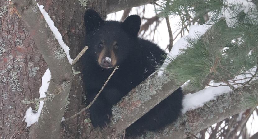 Orphan bear cub shelters in a tree.